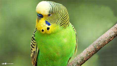 Budgies Wallpaper: Green Budgie | Budgies, Green budgie, Budgies bird