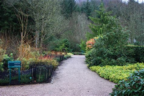 Pots and Polytunnels: Winter interest: RHS Rosemoor