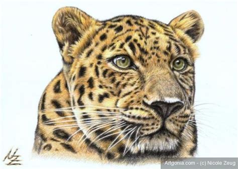 Leopard - colored pencil drawing | Animal drawings, Big cats art, Animals