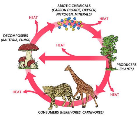 18.4: Flow of Matter in Ecosystems - K12 LibreTexts