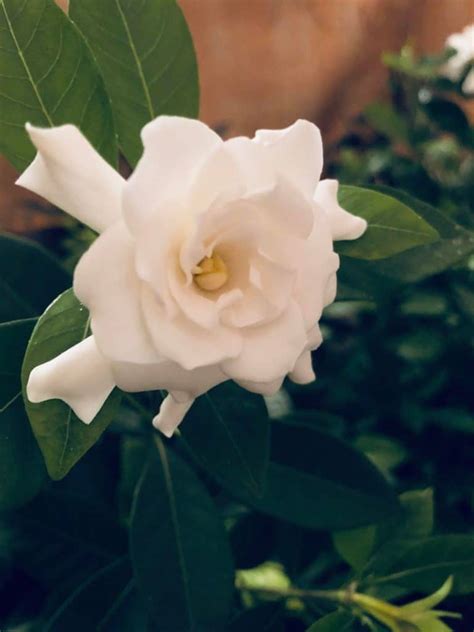 How To Grow Gardenias Indoors (Top Care Tips) - Smart Garden Guide