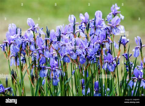 Blue Iris sibirica blue flowers in garden Stock Photo - Alamy