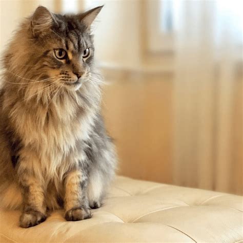 10 Things To Know Before Bringing Home Your Maine Coon Cat • Kritter ...