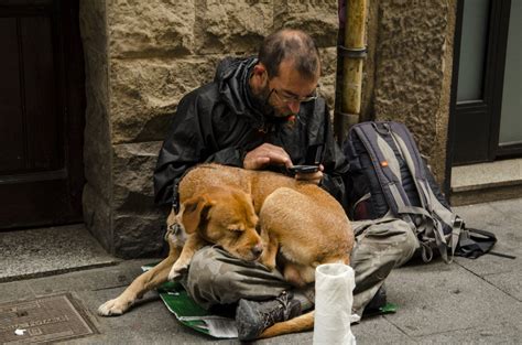 Free Images : outdoor, road, street, city, puppy, animal, cute, canine ...