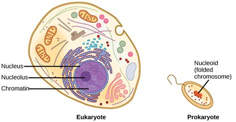 Reading: DNA Packaging in Eukaryotes and Prokaryotes | Biology (Early ...