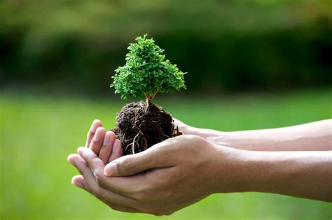 How To Care Your Bonsai To Make It Live For Hundreds of Years - Bonsai Tree Gardener