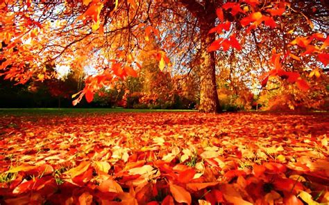 Pin de Waira en Paisajes | Hojas de otoño, Árboles en otoño, Formas de ...