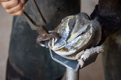 Horse Hoof Abscess Treatment - How to Treat and Clean Hooves