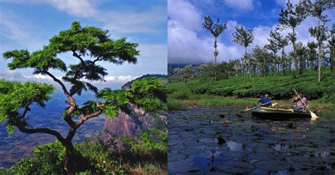 Nelliyampathy Hills In Kerala Are The Place Every Nature Lover Should ...