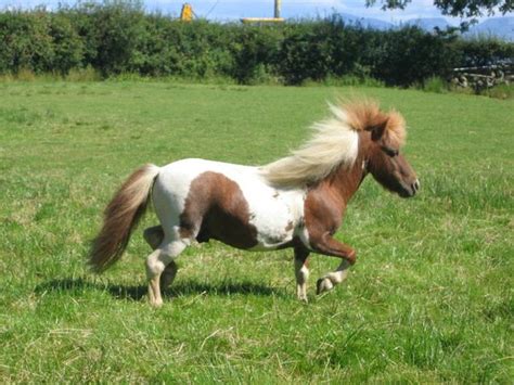 Stable Days: FIVE FUN FACTS OF MY FAVORITE HORSE BREEDS ~ FALABELLA