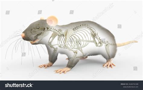 3d Rendered Illustration Rats Anatomy Skeleton Stock Illustration ...