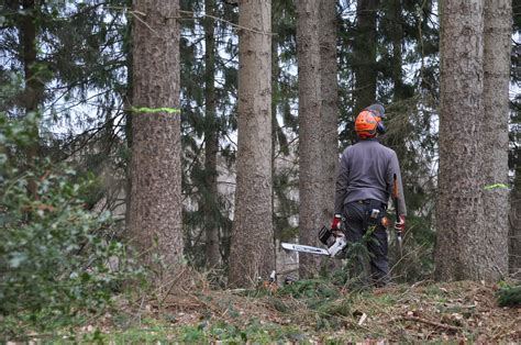 DIY Versus Professional Tree Removal - Arbor Leaf Tree Care