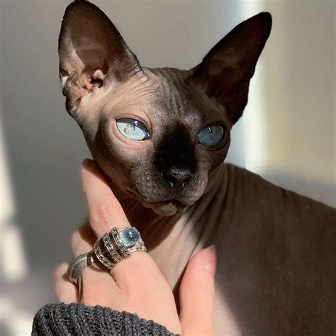 15 Reasons Why Sphynx Cats Are Not Just Cool, They’re Super-Cool | The ...