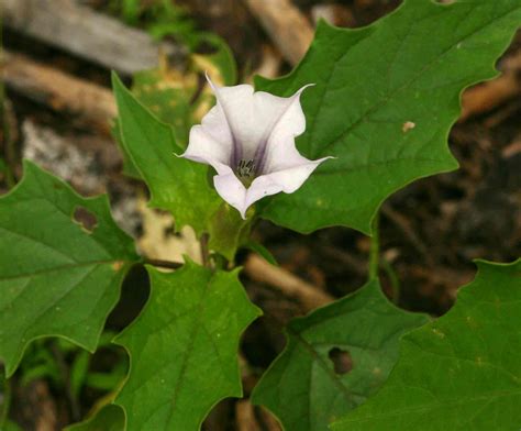 Flora of Zimbabwe: Species information: individual images: Datura ...