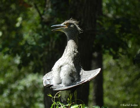 Baby Great Blue Heron by Litl-Kiti on DeviantArt