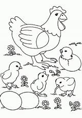 Desenhos De Galinhas Para Pintar  desenhos E Imprimir sketch template