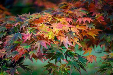 BODNANT GARDENS - MIKE SHIELDS PHOTOGRAPHY