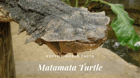 Top 10 Matamata Turtle Facts - A Bizarre Looking Turtle