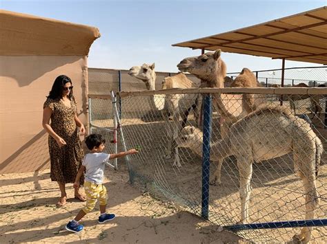 The Camel Farm (Dubai) - ATUALIZADO 2020 O que saber antes de ir ...