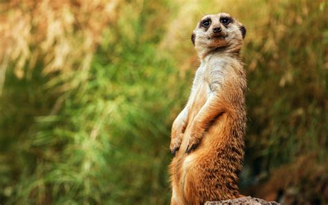 wallpaper meerkat, funny, sitting HD : Widescreen : High Definition : Fullscreen