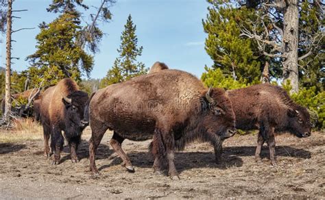 Herd Of American Bison In Yellowstone National Park, USA. Stock Image ...