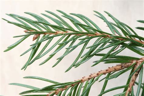 Picea abies (Norway spruce): Go Botany