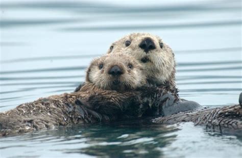 Otter vs. Seal: What's the Difference? - SeaQuest