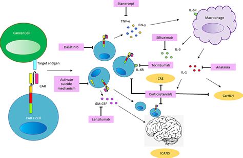 Frontiers | Cytokine Release Syndrome and Associated Acute Toxicities ...