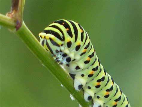 Wild and Wonderful: Lepidoptera ~ Swallowtail (caterpillars) in Norfolk