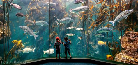 Two Oceans Aquarium | Here's a photo of the Kelp Tank at the… | Flickr