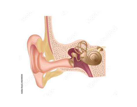 Human Ear Anatomy Quiz