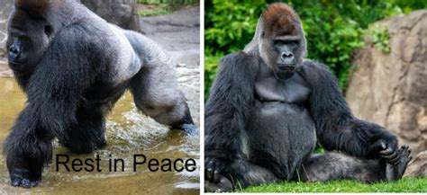 Zoo Mourns Death Of Beloved Gorilla - National Animal News