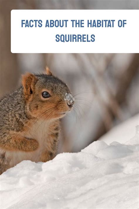 Facts About The Habitat Of Squirrels