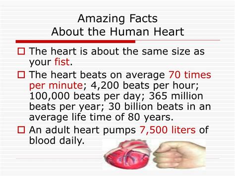 10 Interesting Facts About Human Heart And Brain - Riset