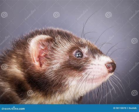 Portrait of sable ferret stock photo. Image of furry - 98118878