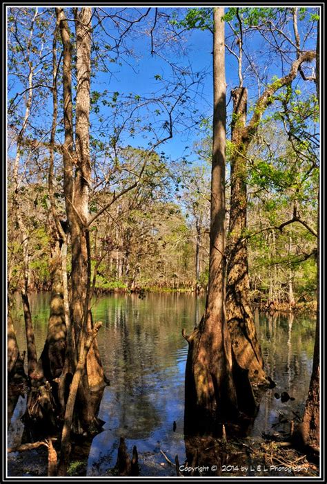 Ocala, Central Florida & Beyond: Twin Bald Cypress Trees