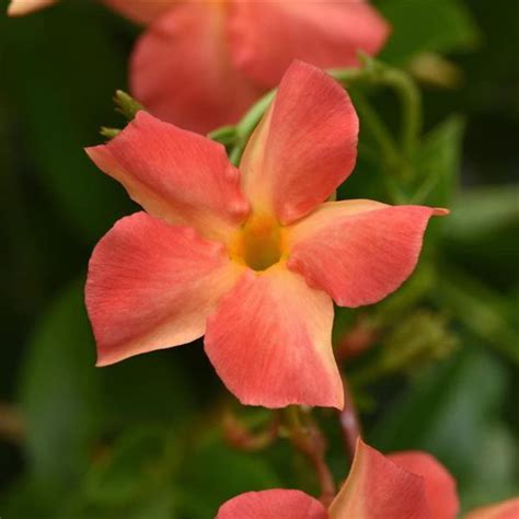 Mandevilla Dipladenia Coral Orange Sunrise X1 or X4 New Color Live ...