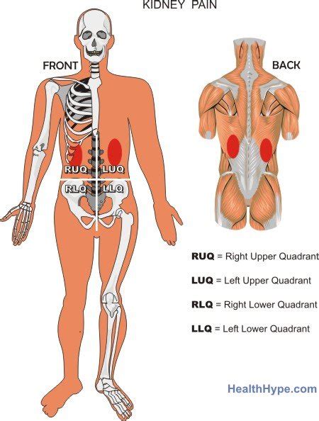 Kidney Pain Location and Symptoms | Healthhype.com