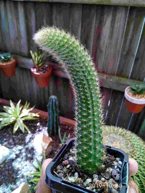 Monkey Tail Cactus: Care and Propagation - Succulent Path