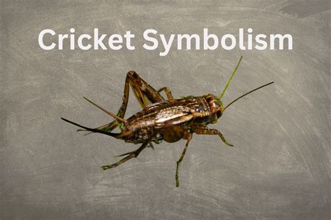 Cricket Symbolism - SymbolScholar