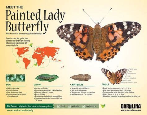 Infographic: Meet the Painted Lady Butterfly | Butterfly science ...