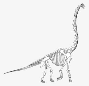 Brachiosaurus Skeleton Drawing Transparent Png, Png Download - kindpng