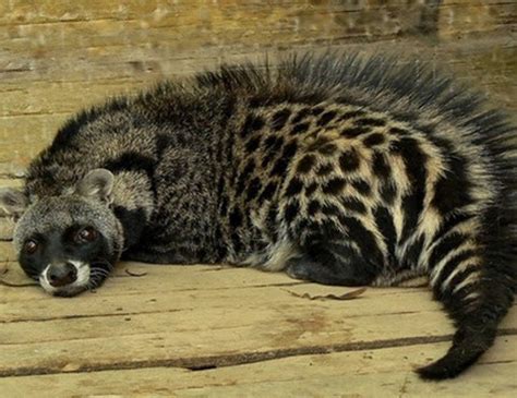 A Quick Look at the Malabar Civet Cat – Freaky Pet