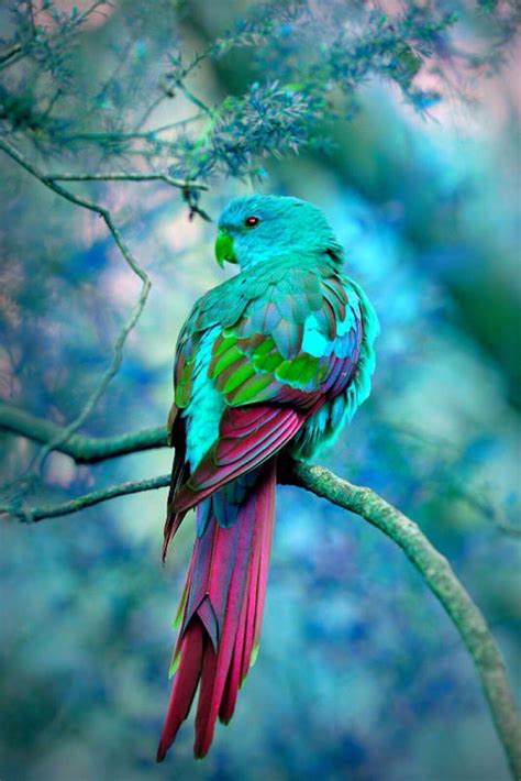 Gorgeous bird | Beautiful birds, Pet birds, Australian parrots