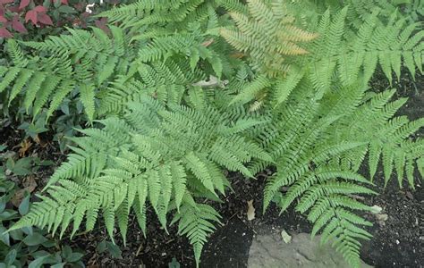 3 evergreen ferns for the winter - SEMS GARDEN