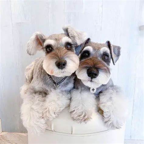 Miniature Schnauzer Dog Colors: A Complete List of All 12 Recognized ...