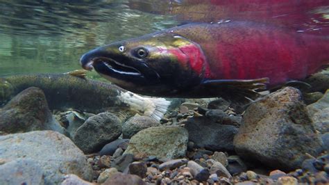 Farmed Fish Threaten British Columbia’s Wild Salmon Population • The Revelator