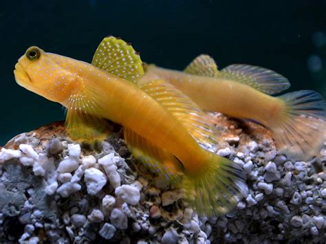 Fish Index: Yellow Watchman Goby (Cryptocentrus cinctus)