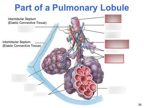 Lung Lobule