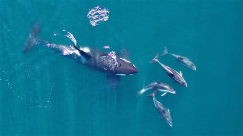 Odd couple: Orcas and dolphins hang out off B.C. coast | CTV News